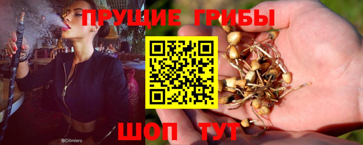 Псилоцибиновые грибы Cubensis  Вход с VPN  Гусиноозёрск 